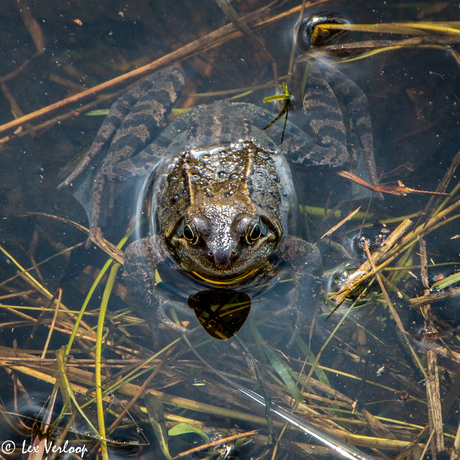 2018_03 Loondermolenpad 003