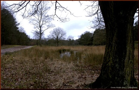 Grote Heide (1)