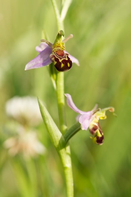 Bijenorchis