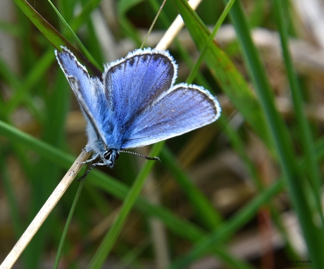 DSC_2864 Blauwtje.