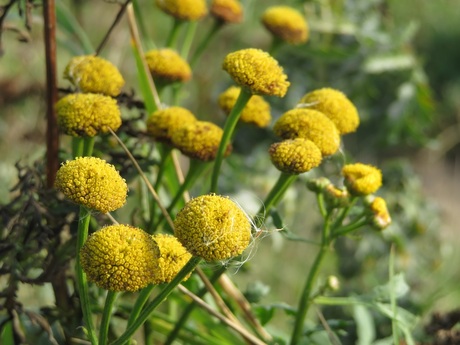 Kamille in uiterwaard