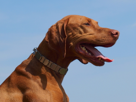 vizsla