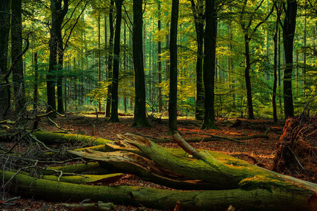 sprookje in rood groen en geel