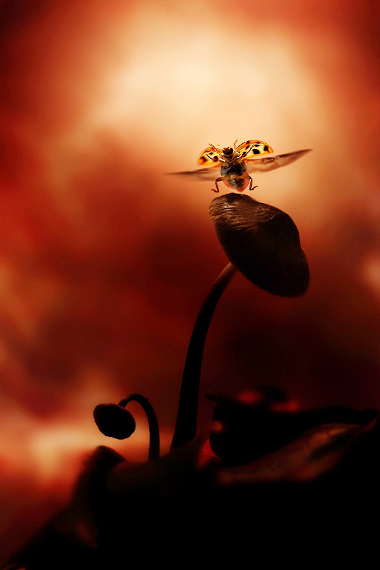 Coccinella undecimpunctata - M'n middagje paddestoelen fotograferen werd wreed verstoord door dit lieveheersbeestje.
Toch was hij meer dan welkom. - foto door Leon Baas op 23-09-2009 - deze foto bevat: lieveheersbeestje, tegenlicht, silhouet