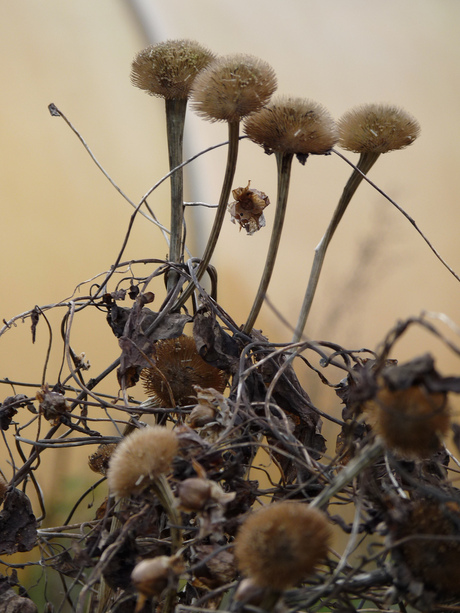 Remains of summer