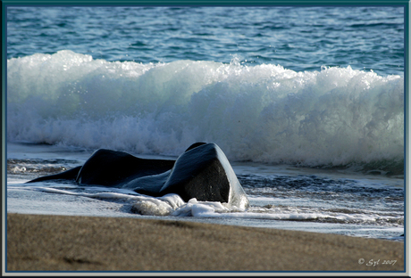 Zeehond aangespoeld?