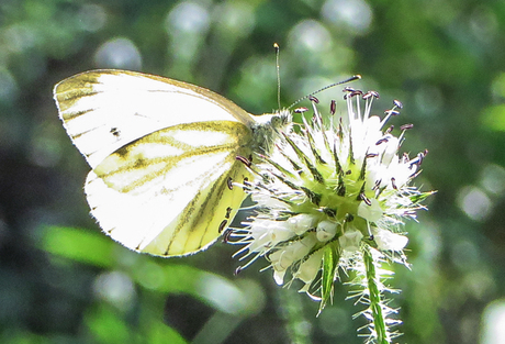een witte vlinder