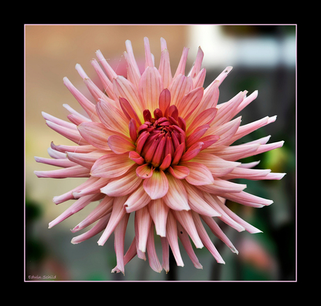 Dahlia in pink