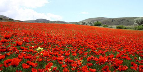 papaver bloem