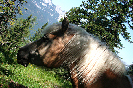 horse@freedom