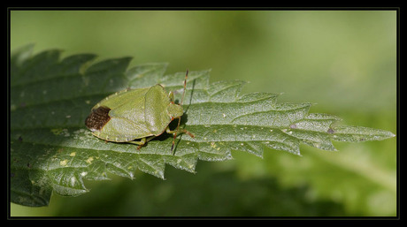 Groene Stinkwants