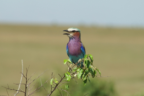 Lilac-roller