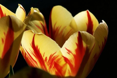 Tulp in lentezonnetje