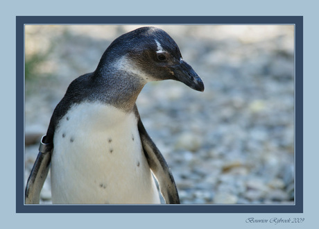 Pinguin in ijstinten