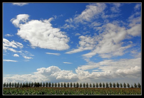 Polder