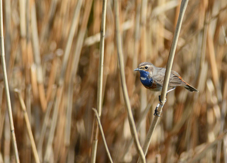 mijn eerste blauwborst