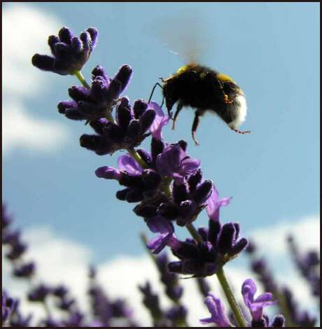 Hovering hommel