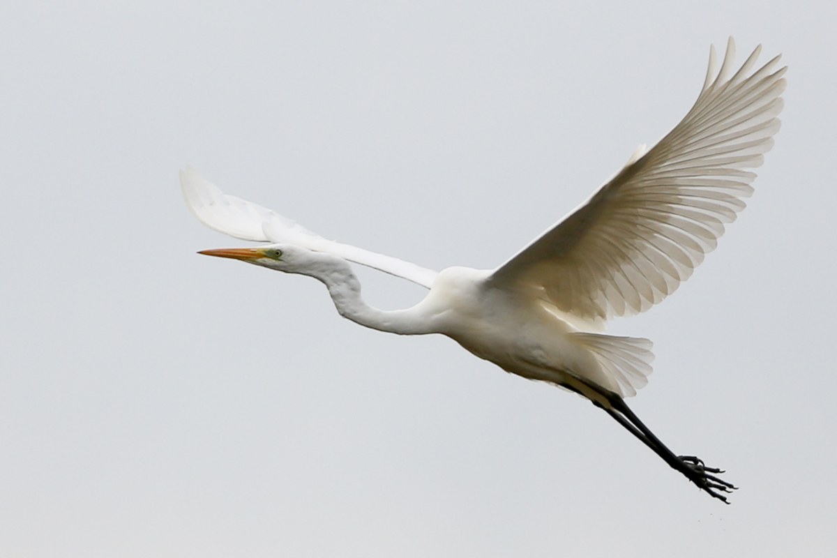 Witte Reiger Ontdek Het Verschil Tussen De Grote Zilverreiger En Kleine Zilverreiger Youtube