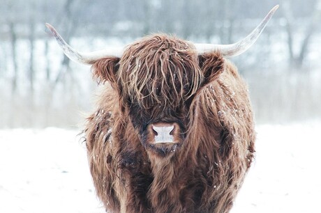 Schotse hooglander