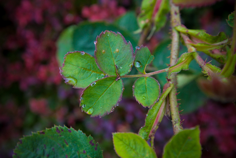 Blad met druppels