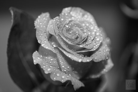 Rose B&W