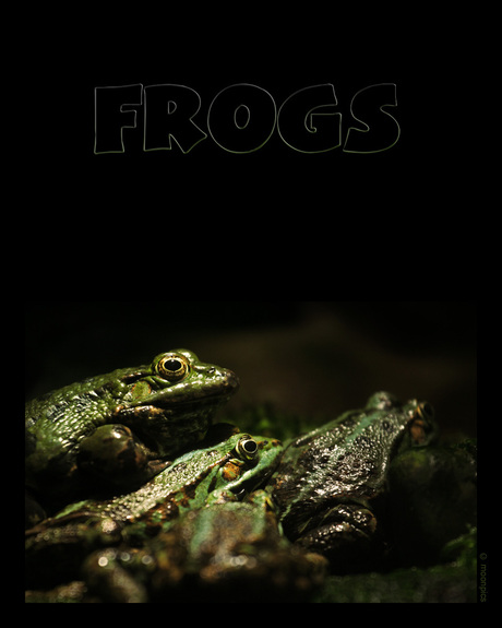 frogs