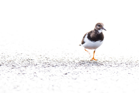 Strandloper