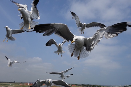 Overtocht Texel naar Den Helder