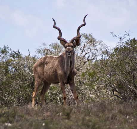 Kudu in Addo NP