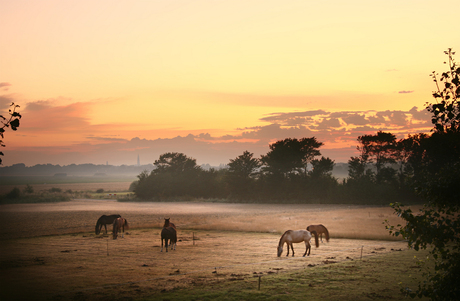 Paardenwei