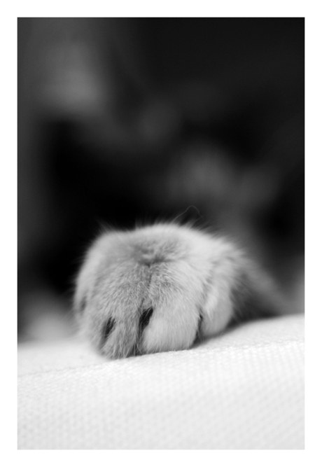 Paw