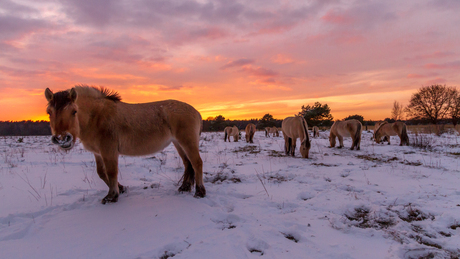 Sunset beauties