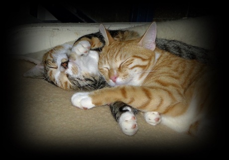 Poesje Lulu & haar broertje Bram samen aan het loungen.