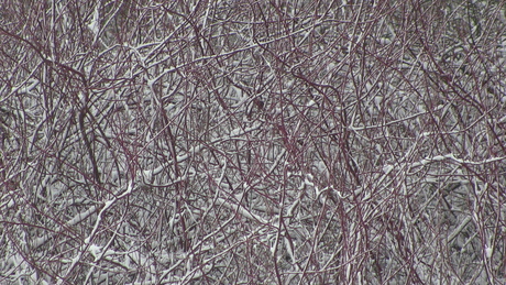rood-wit sneeuw.JPG