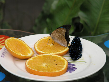 Butterflies on a plate