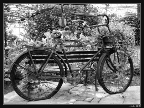 Antieke fiets in ruste
