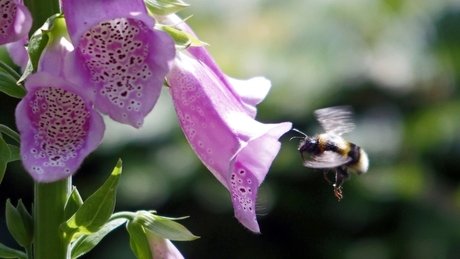Flight of the bumblebee