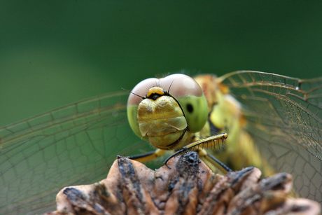 libelle