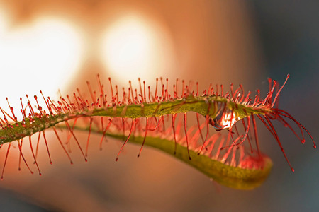Hap ik heb je - Gisteren een foto met mijn speciale macrolens de Canon 65mm MP deze foto van een vleesetende plant genomen

Gr sam en even in het groot zien - foto door sambikkeltje op 27-03-2021