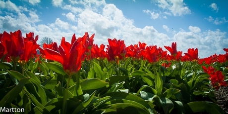 Red Tulips in Lisse