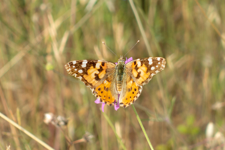 Zadar-vlinder