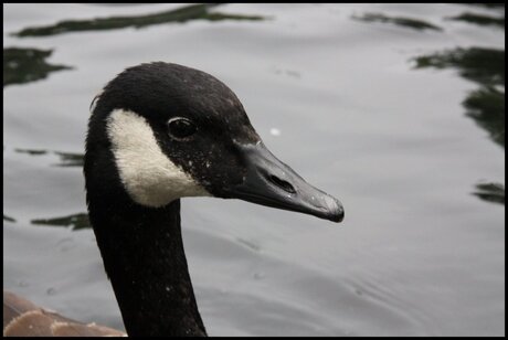 Gans in het water