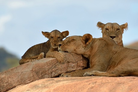 Groep leeuwinnen met jong - Kenia 2014
