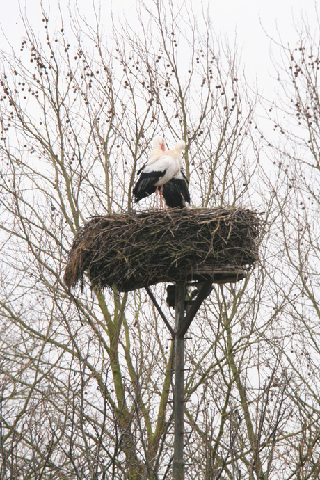 Eerste ooievaar gezien in de winter