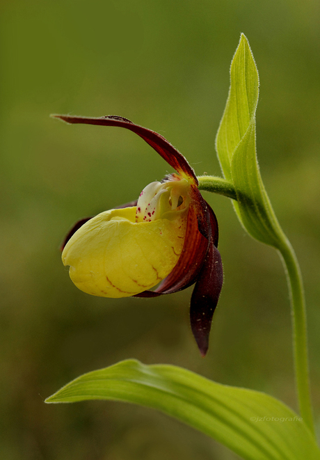 In de natuur