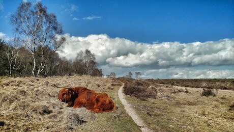 Roadblock Veluwezoom