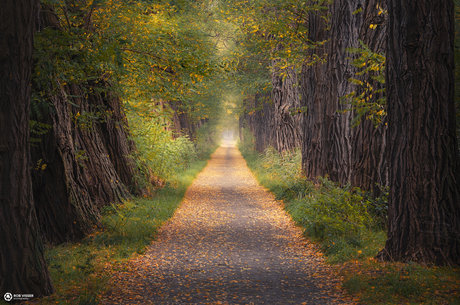 The wishing lane