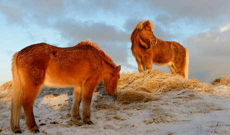 ijslandse ponys