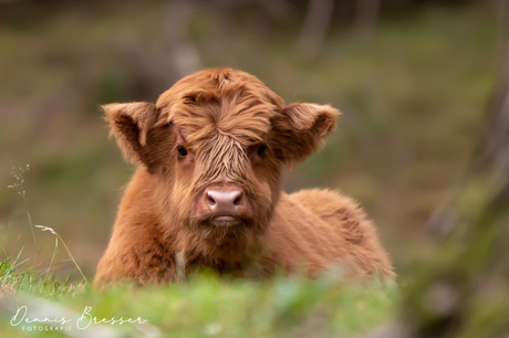 kalf schotse hooglander