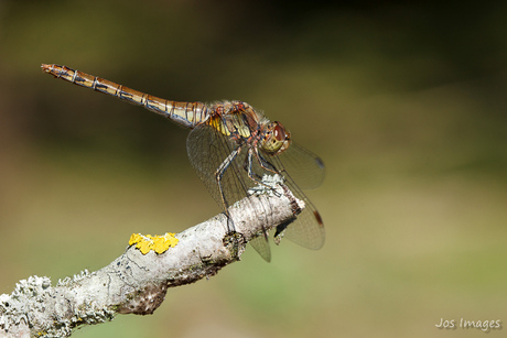 Heidelibel